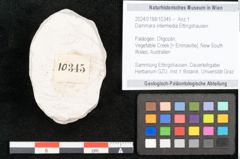 Foto (Objekt + Etikett) von Dammara intermedia Ettingshausen 1887 (NHMW-GEO-2024-0188-10345)